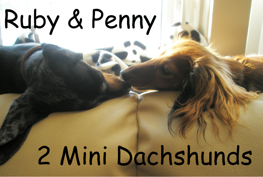 Ruby and Penny - 2 Mini Dachshunds