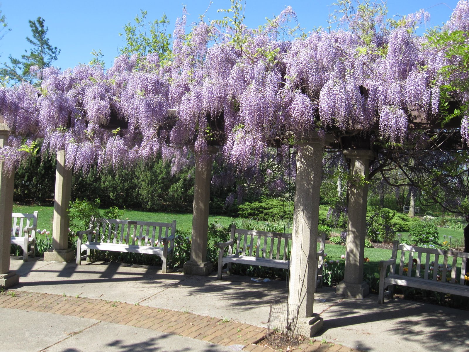 Arrowhead Alpines Blog Wisteria wonder