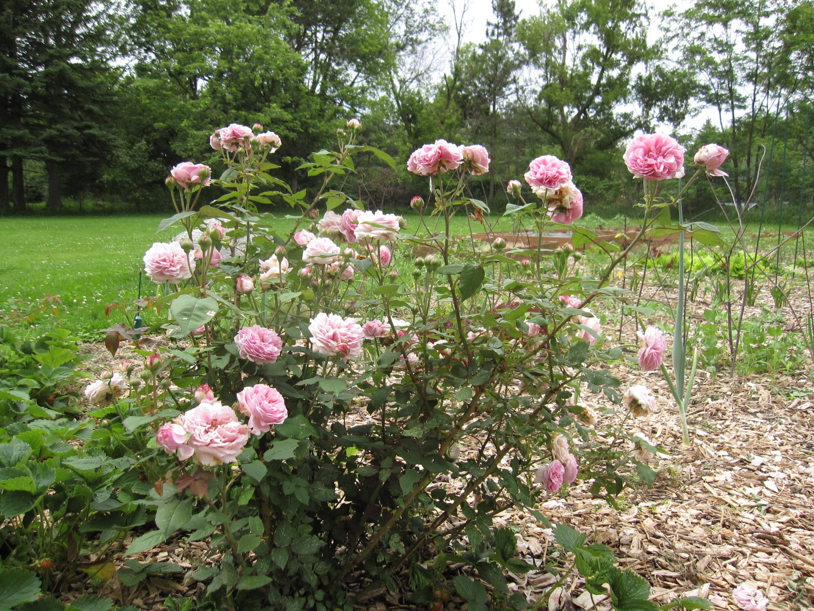 Arrowhead Alpines Blog The best smelling rose in the world