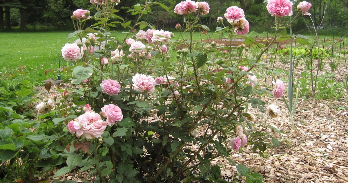 Arrowhead Alpines Blog The best smelling rose in the world