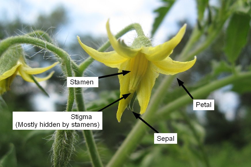 Arrowhead Alpines Blog How (and why) to breed tomatoes in your backyard