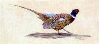 Strutting Pheasant