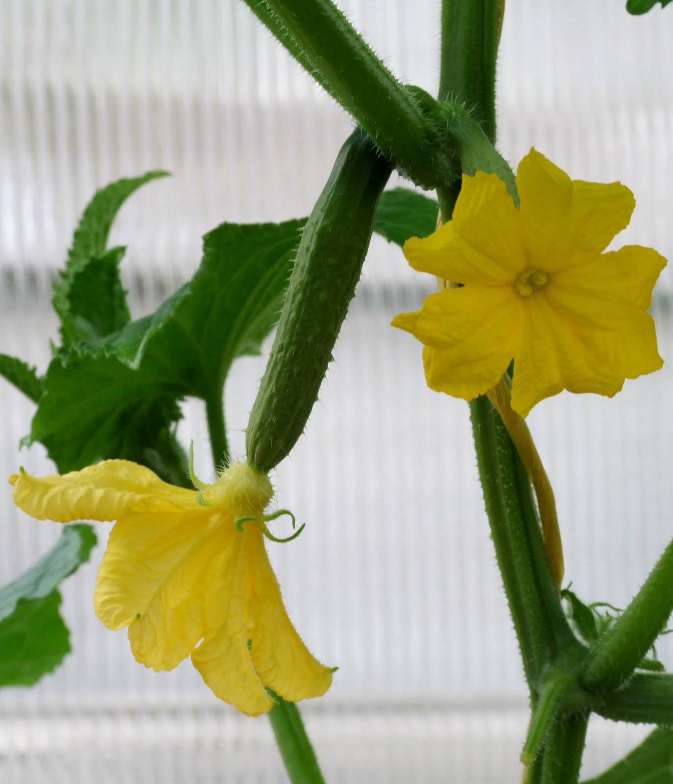 List 92+ Wallpaper Pictures Of Male And Female Cucumber Flowers Superb