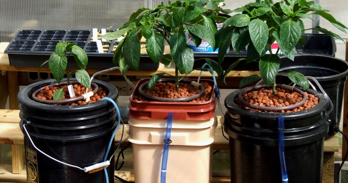Hydroponic Drip ring system used to grow capsicum