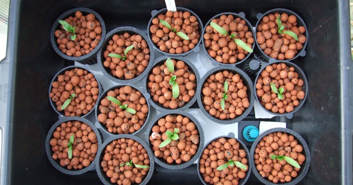Hydroponic Growing beets hydroponically