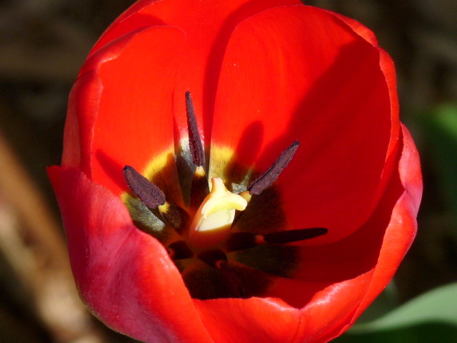 [red+tulip+closeup.jpg]