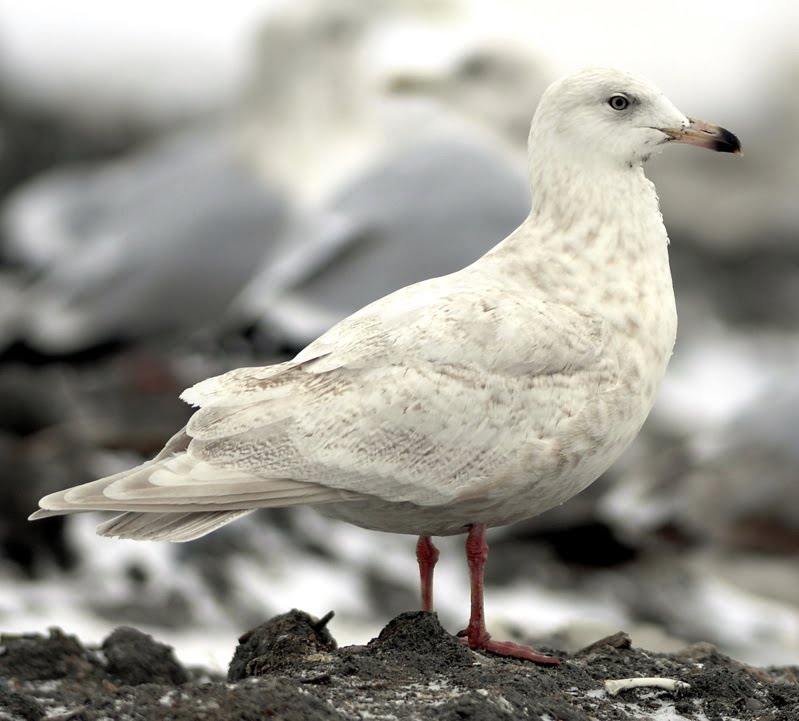 Larusology: Nelson’s Gull