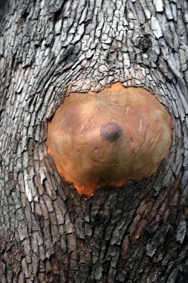 tree-sexy-wood-05.jpg