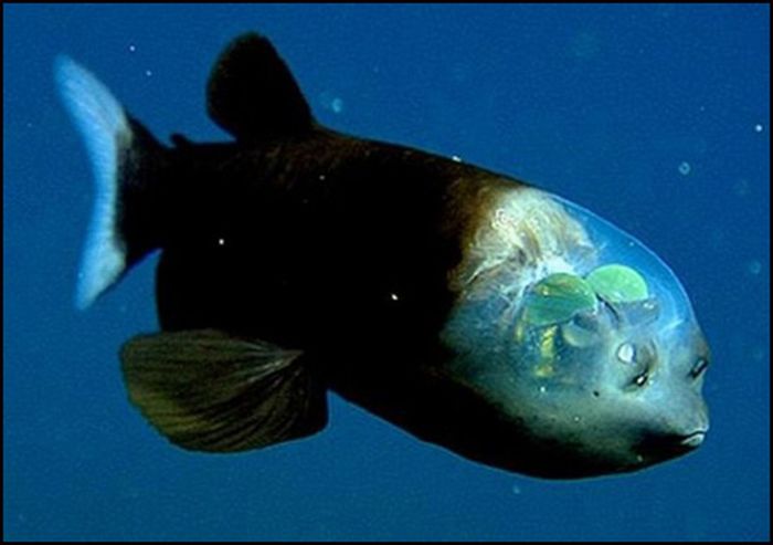 My Funny: Fishes Mimic Like Human Faces | Pictures