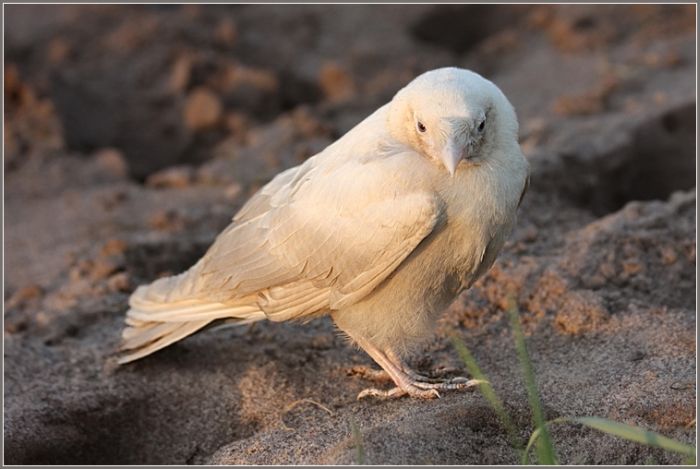 White crow bird - 04 Pics+Video | Curious, Funny Photos / Pictures