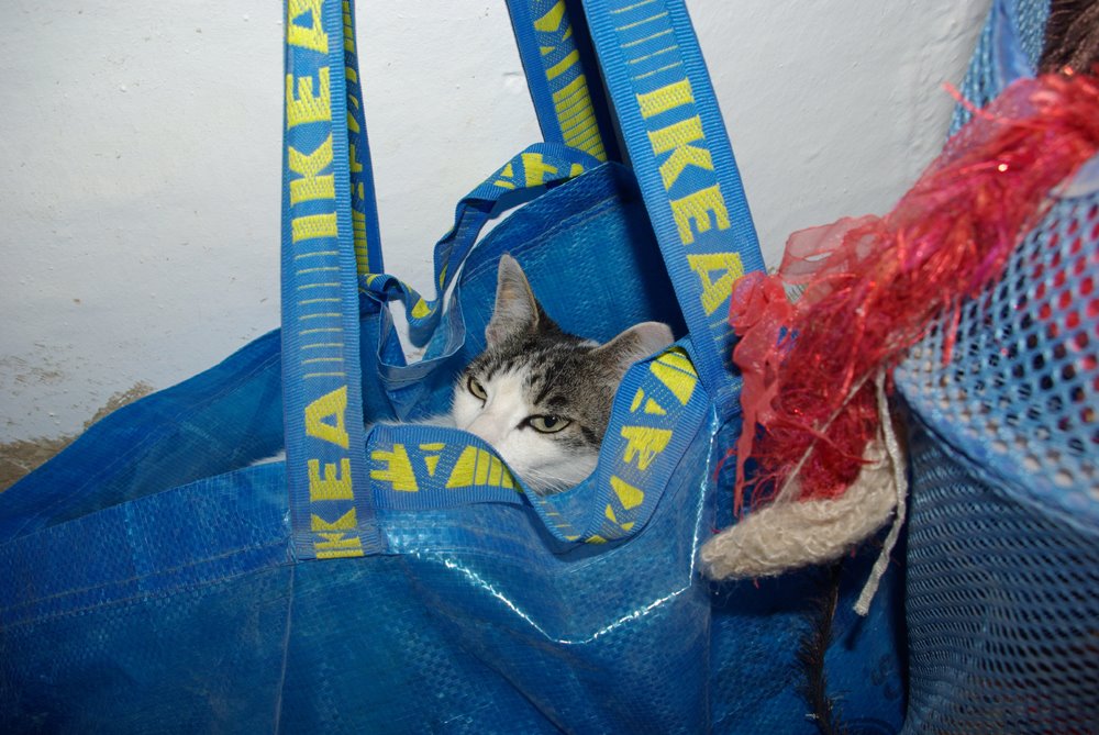 [fibsbagonwall3.jpg]