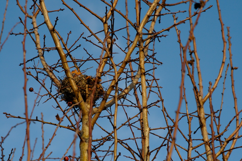 [nest.jpg]
