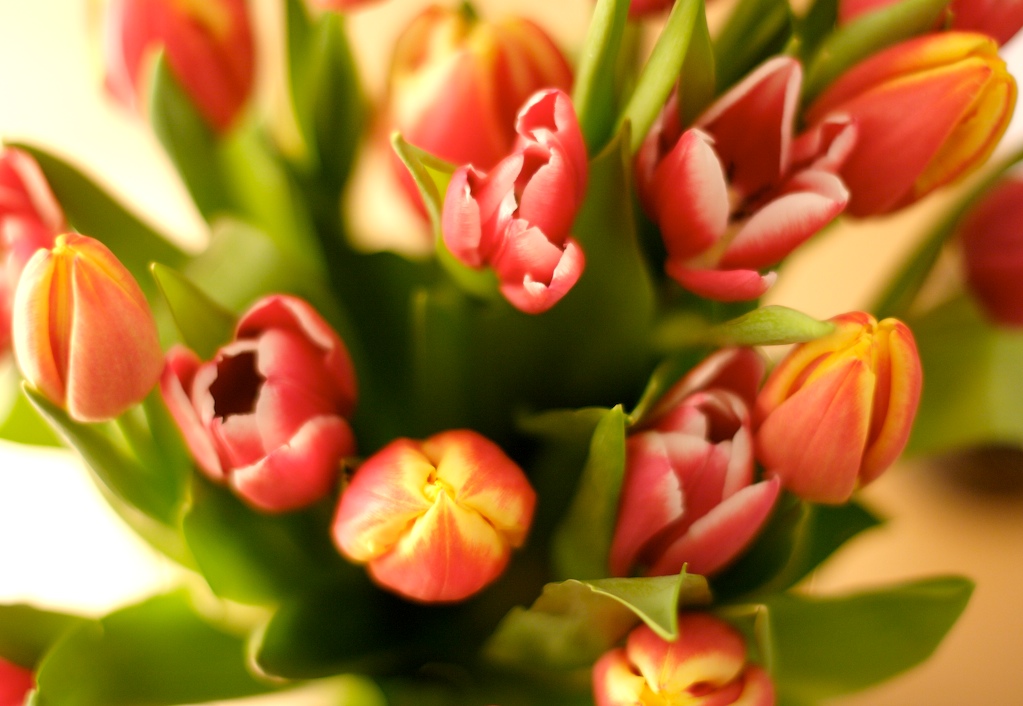 [Tulips.jpg]