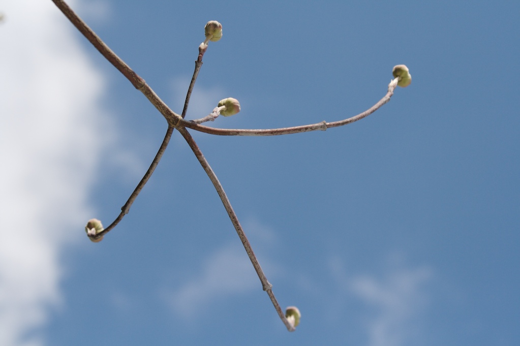 [DogwoodsReadying.jpg]