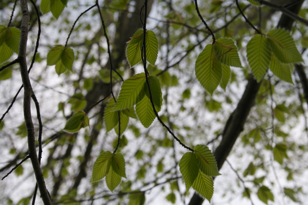 [The+leaves!.jpg]