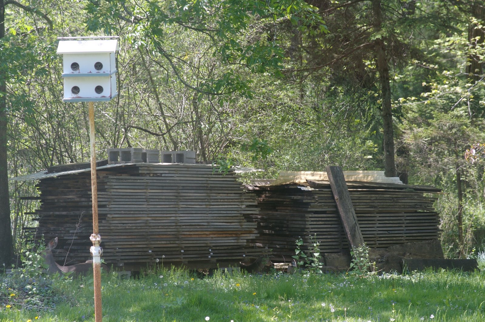 [spotthedeers+(1).jpg]