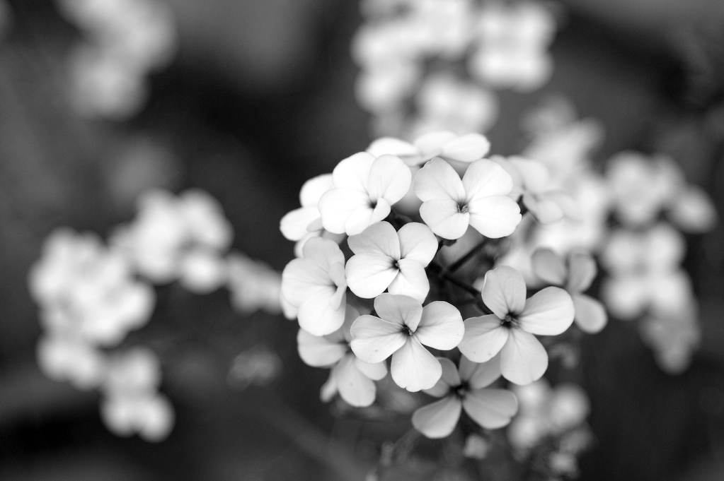 [Little+Flowers.jpg]