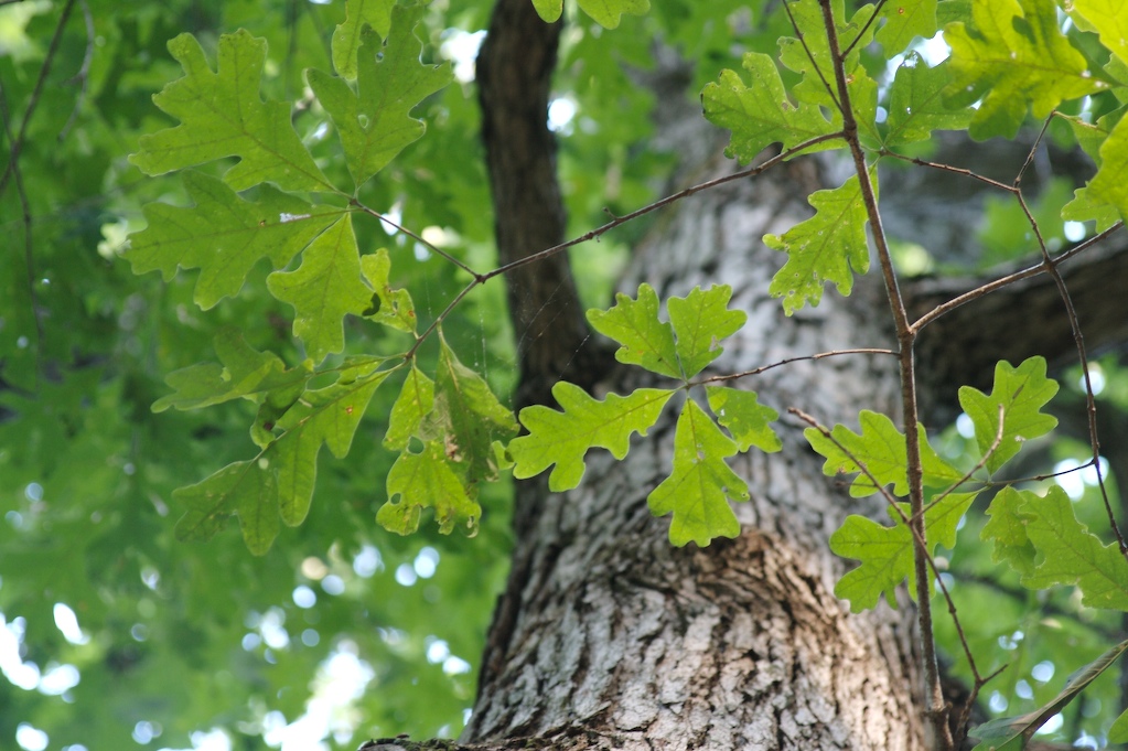 [LookingUpThisTime.jpg]