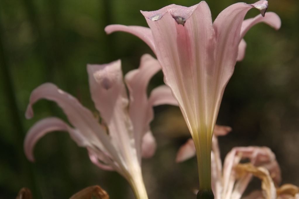 [ResurrectionTwo.jpg]