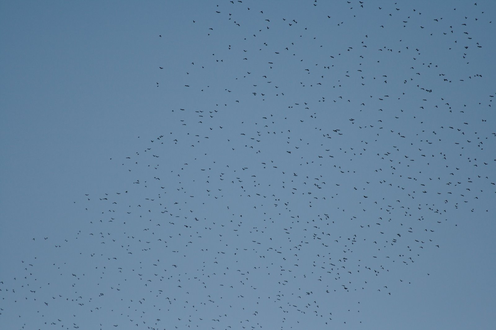 [FirstStarlings.jpg]