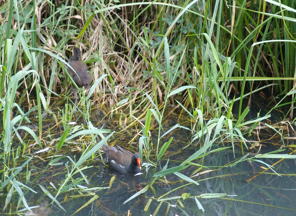 [Moorhens.jpg]