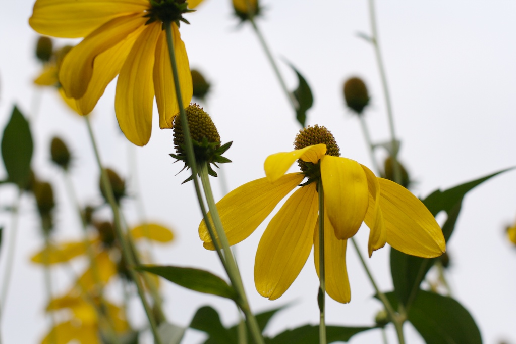 [MoreYellowFlowers.jpg]