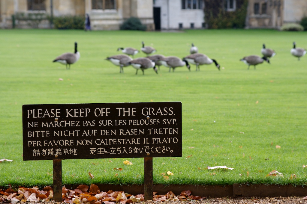 [GrassyGeese+(1).jpg]