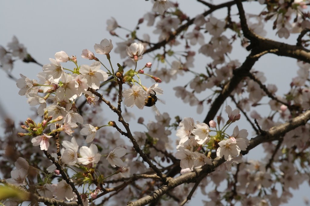 [BuzzSaystheBee.jpg]