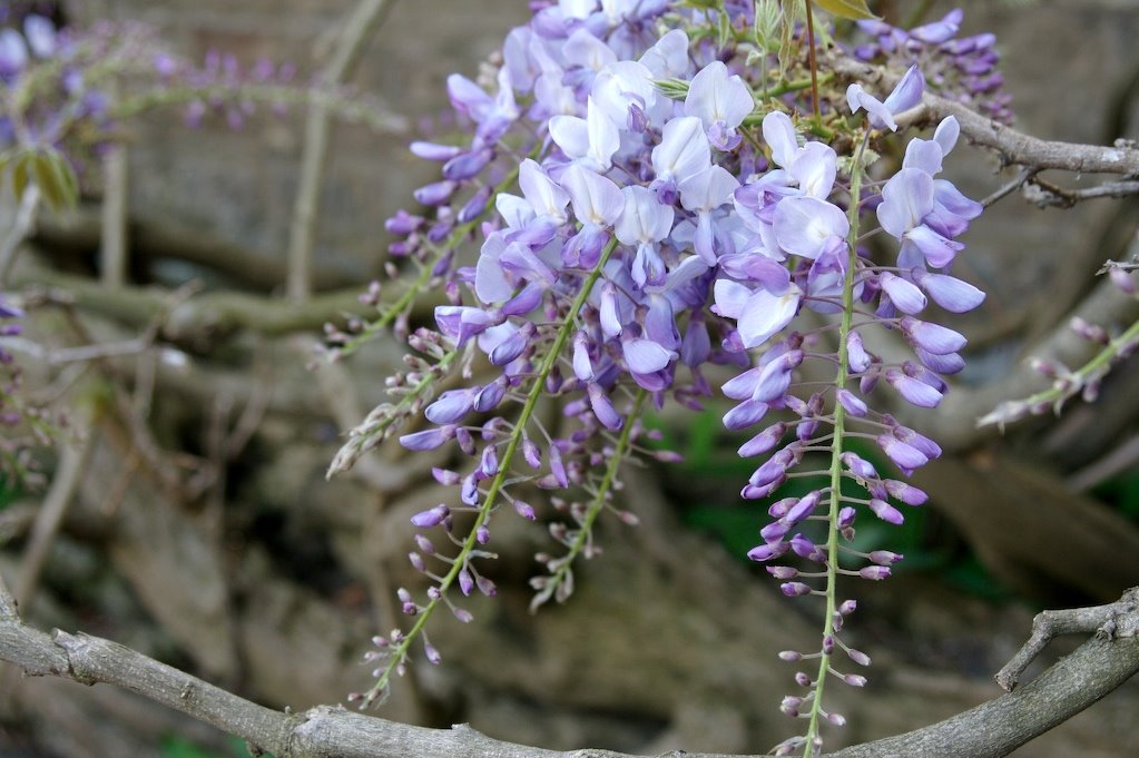 [wisteria2.jpg]
