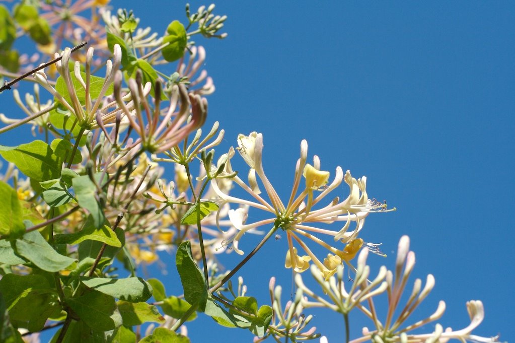 [FellowsGardenGate.jpg]