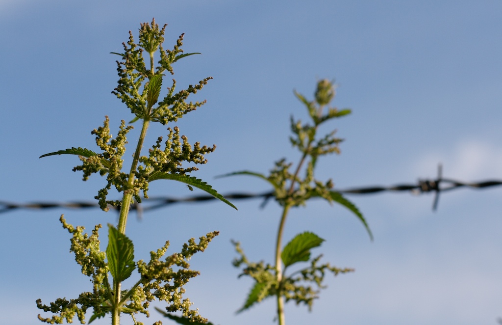 [NettlesAndWire.jpg]