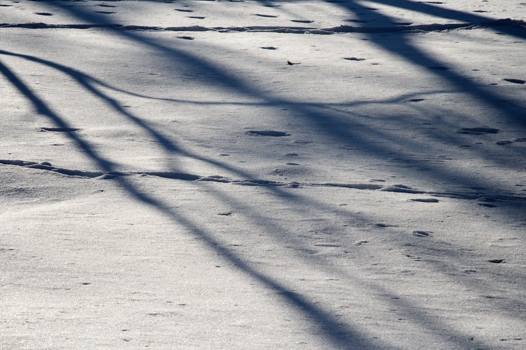 [snow+shadows.jpg]