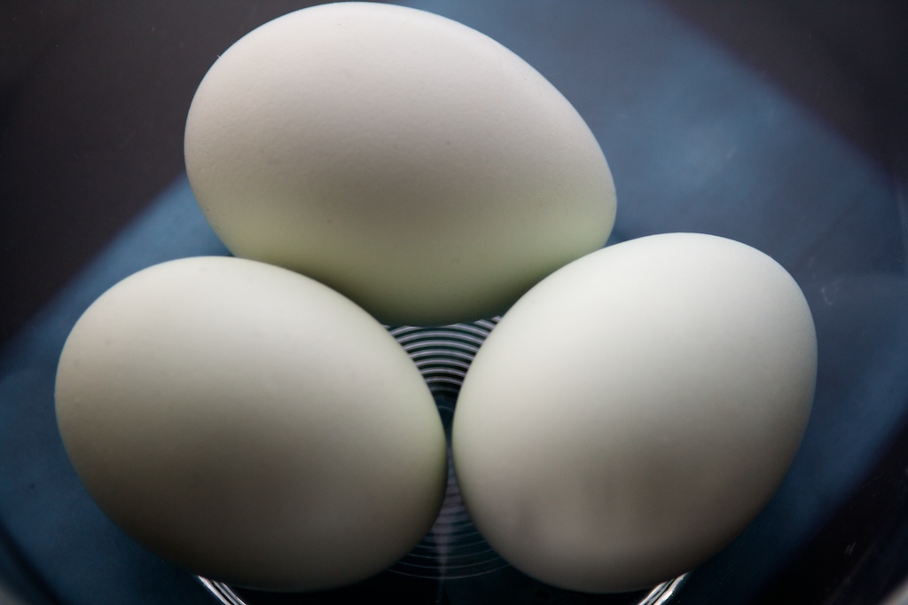 [eggs+(1).jpg]