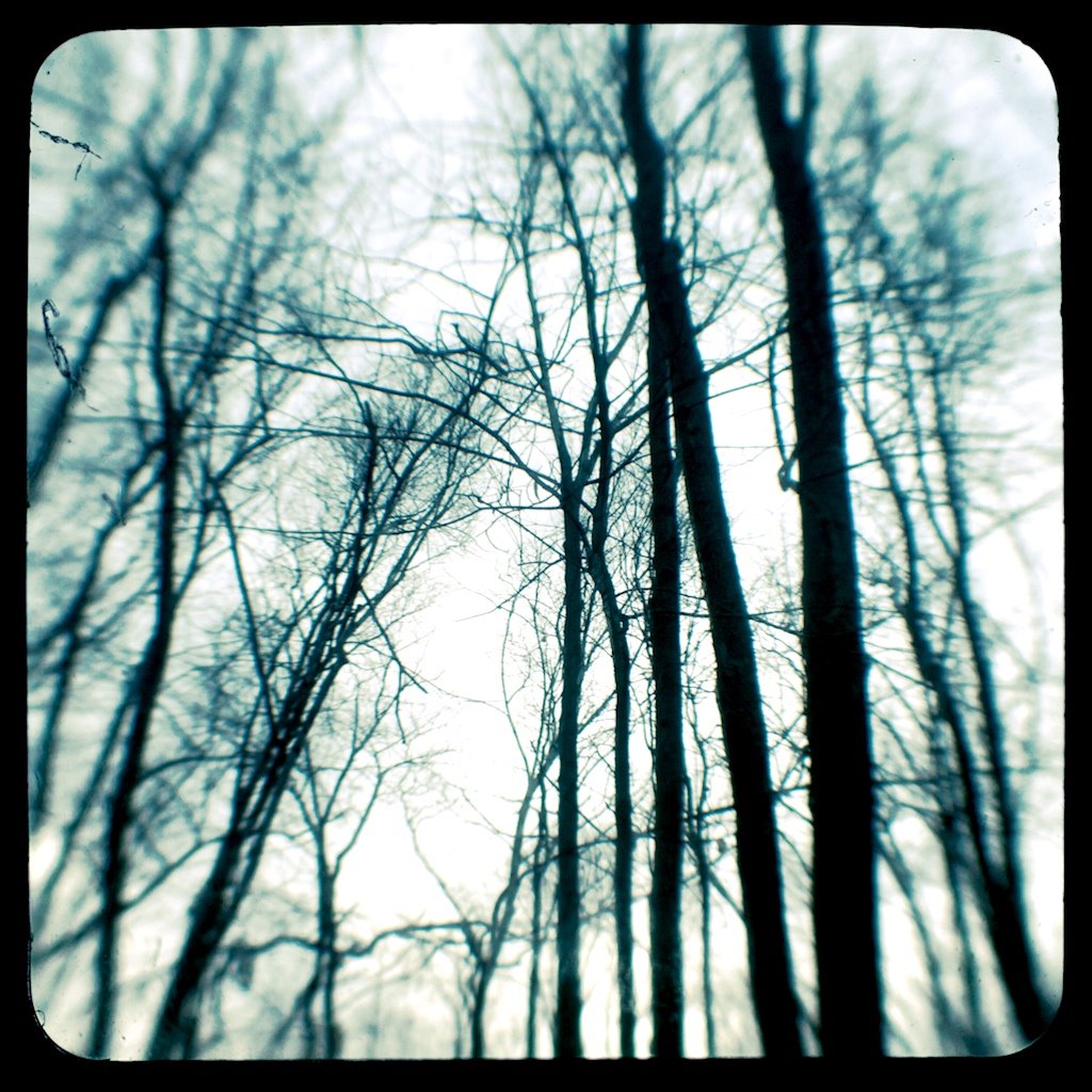 [more+trees+(1).jpg]