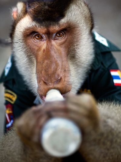 monkey police