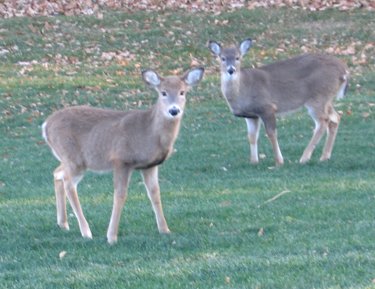 [Deer-babies.jpg]