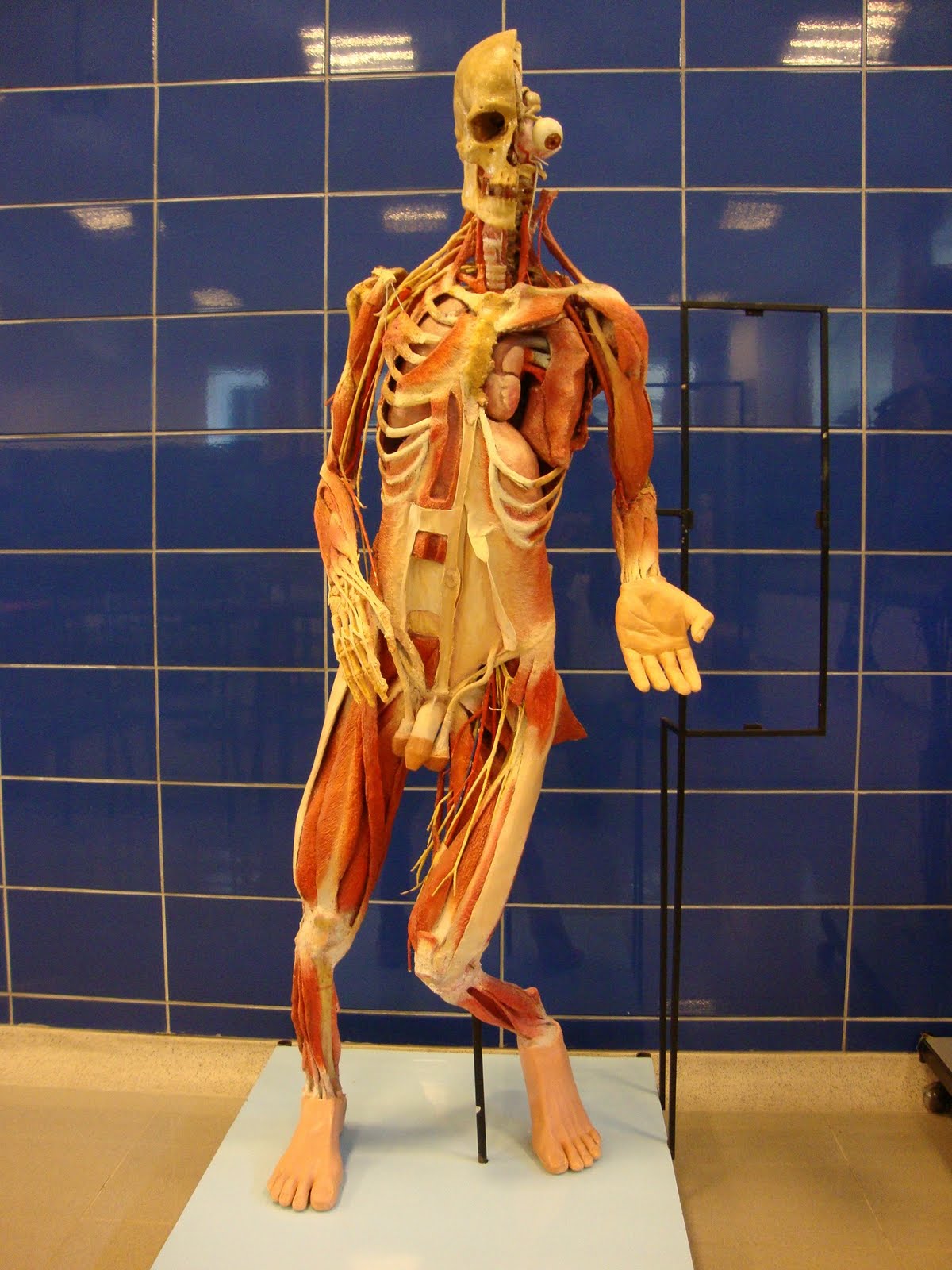 Atlas de anatomia humana s jacob