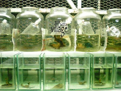 betta village