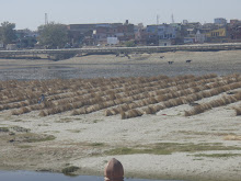 grasses for brooms