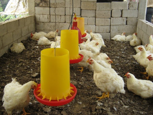 Come allevare polli da