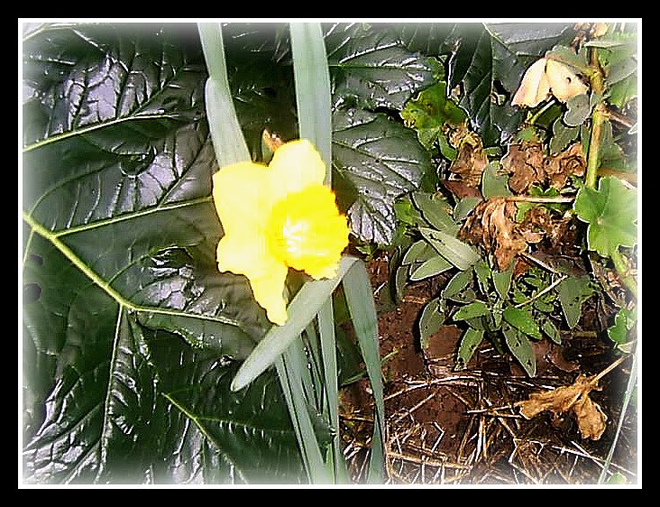 [daffodil.jpg]