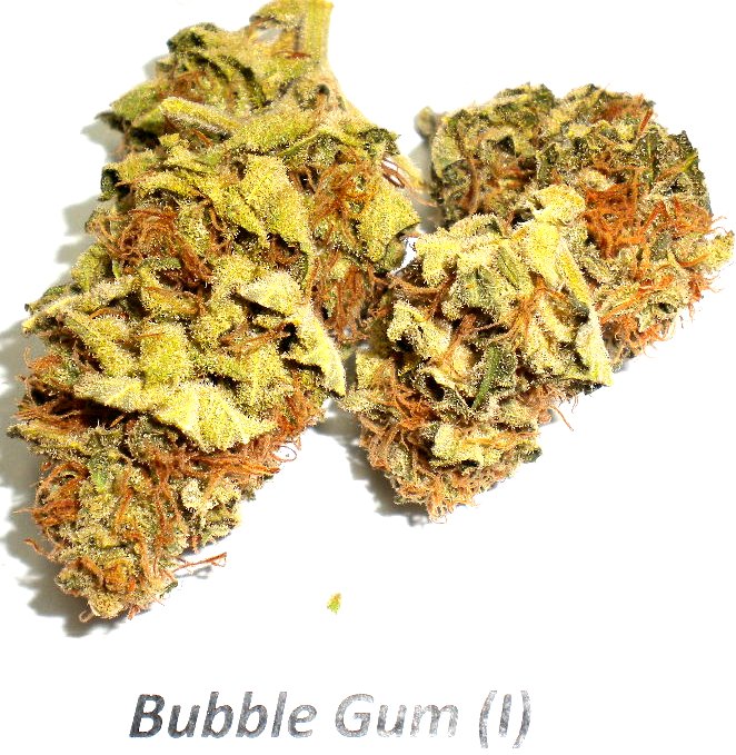 Cannology 101 Bubblegum Strain Review