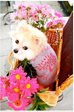 Dream dog of the lady Mac