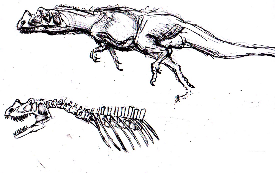 Albatross Drawing