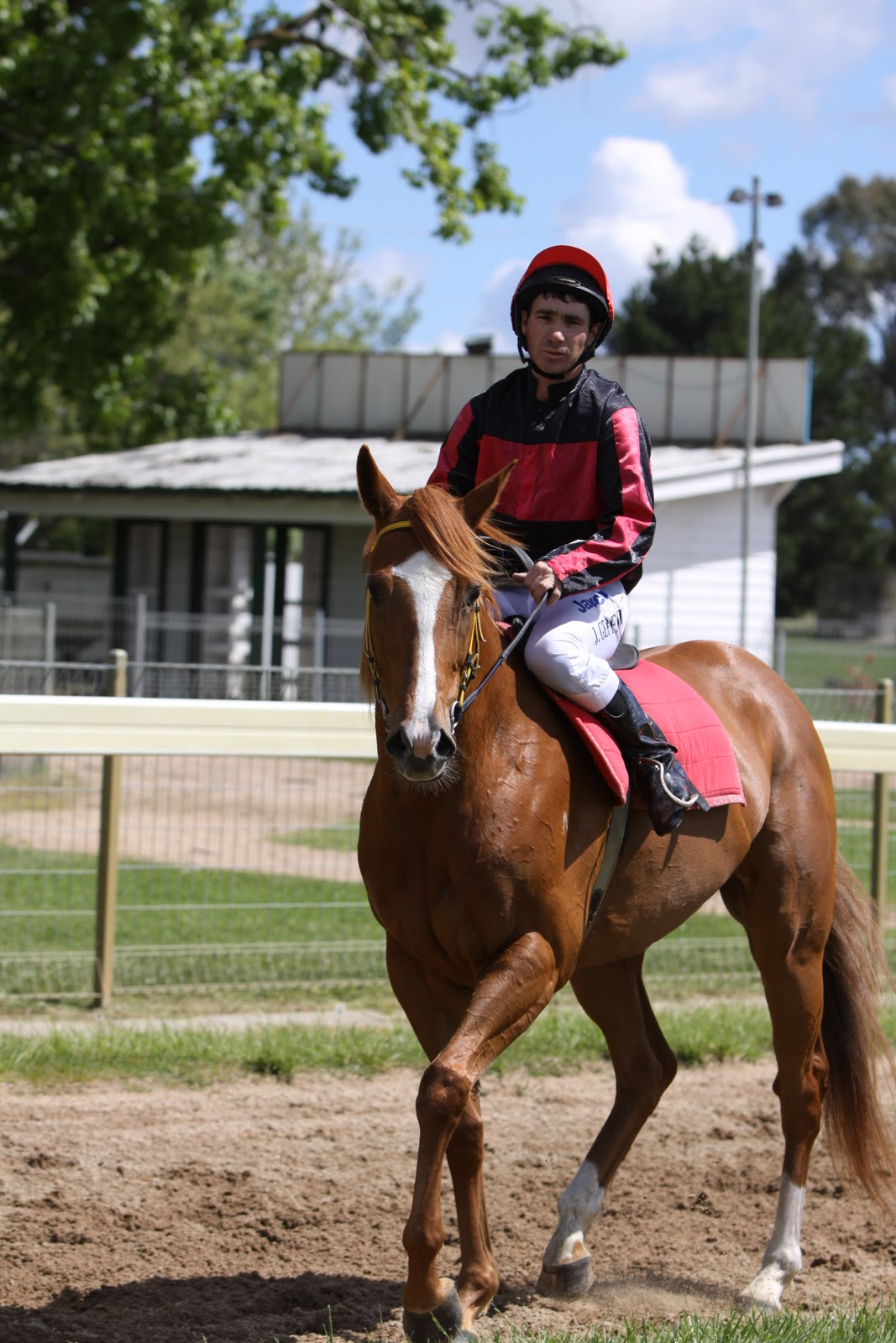 Limefridays A horse of course!