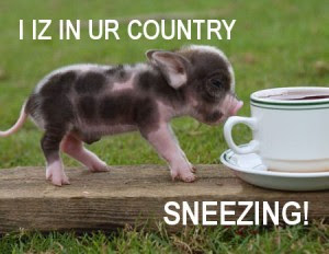 Sneezing Pig
