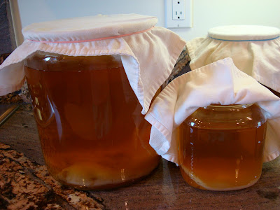 Mother Scoby in large jar and baby scoby in small jar