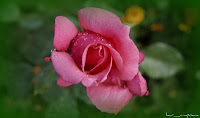 Trandafir Rose Rosa