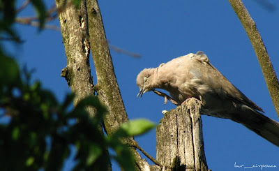 Gugustiuc-Eurasian Collared Dove-Tórtora turca-Türkentaube