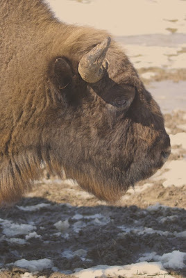 Zimbri Bucsani-Zimbraria Neagra-Dambovita-Bison Bonasus